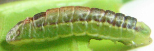 Larvae